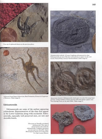 More Paleozoic Fossils by Bruce L Stinchcomb