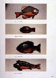 Folk Art Fish Decoys by Donald Peterson