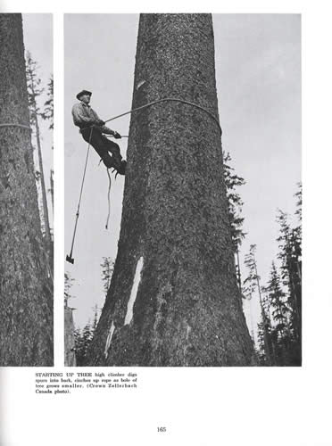 Timber! (Early Logging Photos & Stories) by Ralph Andrews