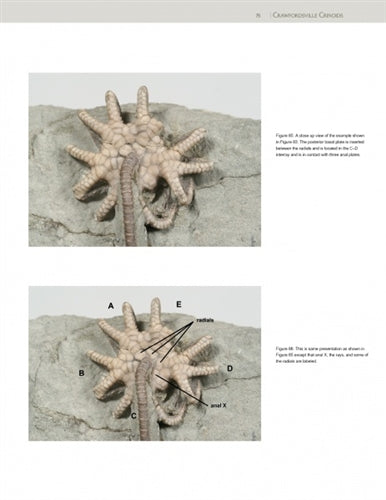 Collector's Guide to Crawfordsville Crinoids by William W. Morgan