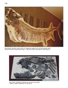 Mesozoic Fossils 2: The Cretaceous Period by Bruce Stinchcomb