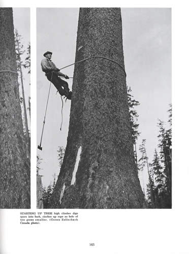 Timber! (Early Logging Photos & Stories) by Ralph Andrews – Collector ...